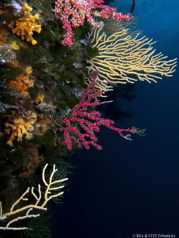 Colourful gorgones wall. Calanques de Cassis. Canon G10 &... by Bea & Stef Primatesta 