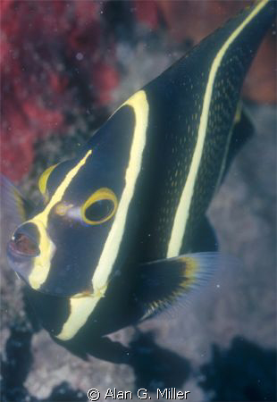 Juvenile angelfish, shot with a Nikonos RS and 50 mm Macr... by Alan G. Miller 