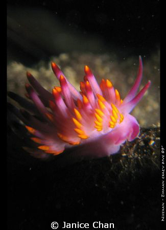flembelina by Janice Chan 