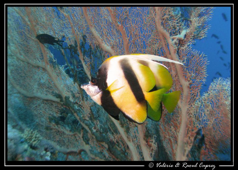 Picture of two Heniochus intermedius taken in Tiran. I fo... by Raoul Caprez 