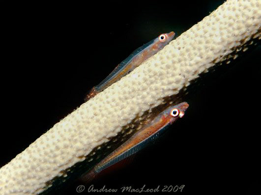 two for one. tubbataha reef by Andrew Macleod 
