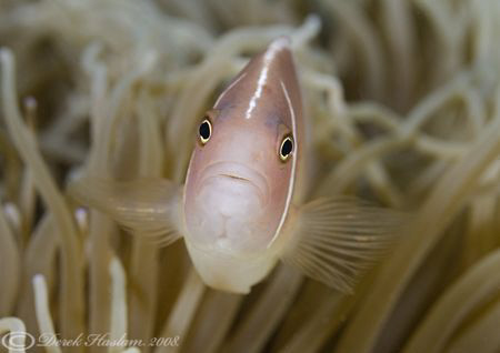 Pink anemonefish. Lembeh straits. D200, 60mm. by Derek Haslam 