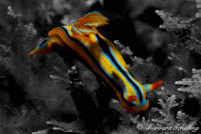 Luminous Nudibranch by Barbara Schilling 