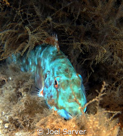 I spotted this Parrot Fish on a night dive. He looked lik... by Joel Sarver 