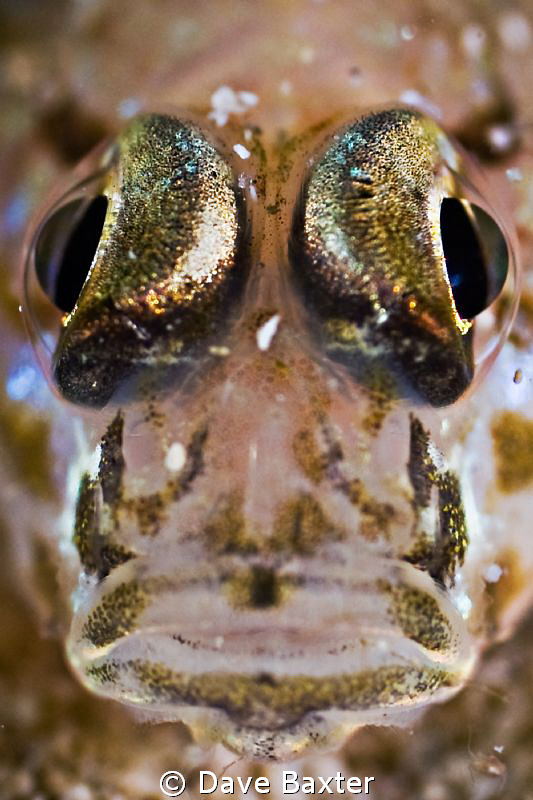 taken on a night dive last night by Dave Baxter 