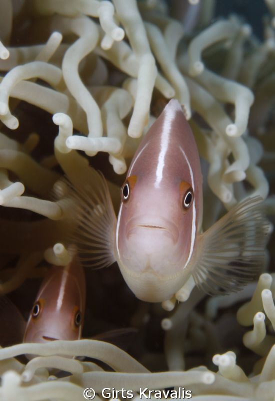 Pink anemonefish by Girts Kravalis 