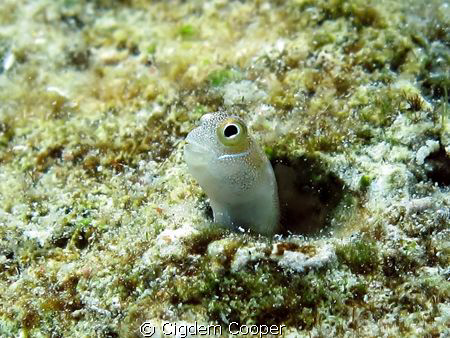 Bluebelly blenny by Cigdem Cooper 