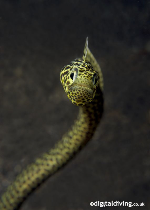 Taylors Garden Eel on La Rascasse House Reef by David Henshaw 