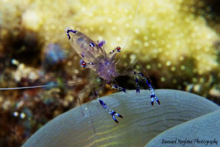 Not so productive dive until I made this one... by Bernard Maglana 