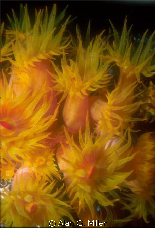 Orange cup coral, a night dive in the BVI. Nikonos V, 35 ... by Alan G. Miller 