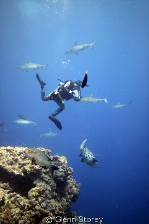 Photographer getting his shot of a potato cod, or doing y... by Glenn Storey 