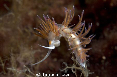 North Cyprus dive site is zeyphros
Nikon d50 nikkor 60mm... by Timucin Ucar 