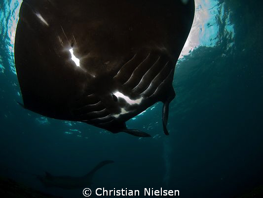 Sunblock
These animals are big and always a great experi... by Christian Nielsen 
