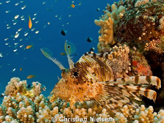 Gaining appetite.
I have many marineanimals that I like.... by Christian Nielsen 