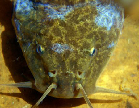 catfish from playa taquile (lac titicaca) luky time! by Durand Gerald 