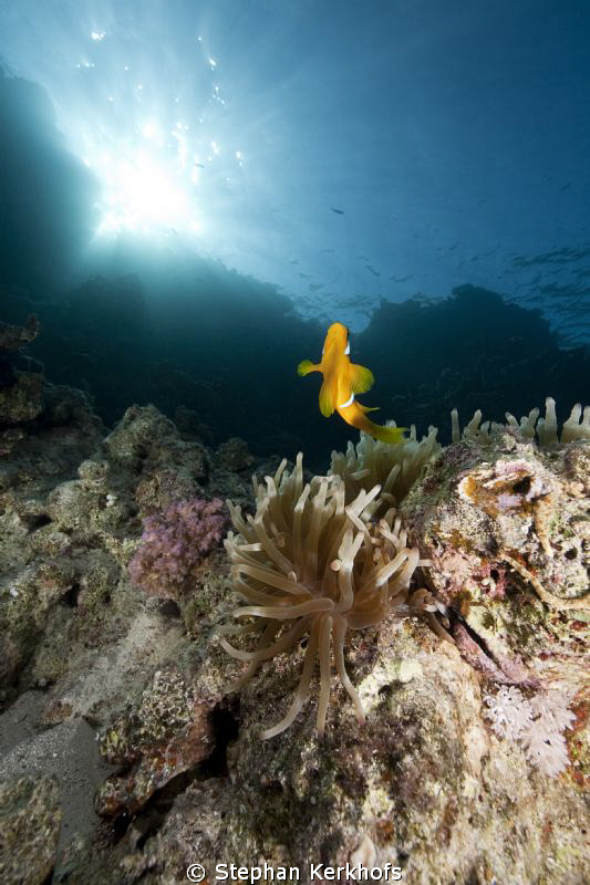 Anemone and anemonefish taken in Shark's Bay. by Stephan Kerkhofs 