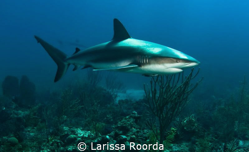 "The Calm before the Storm"   Stuart Cove's dive along wi... by Larissa Roorda 