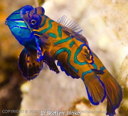 Mandarin Family by Steffen Binke 