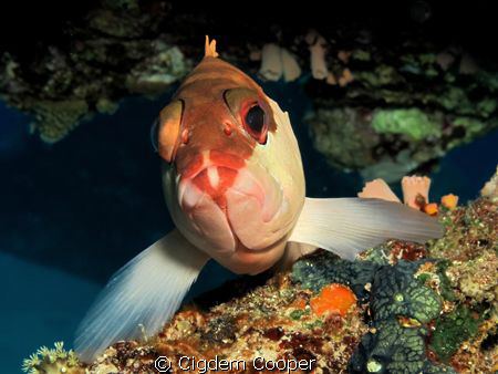 blacktip grouper by Cigdem Cooper 