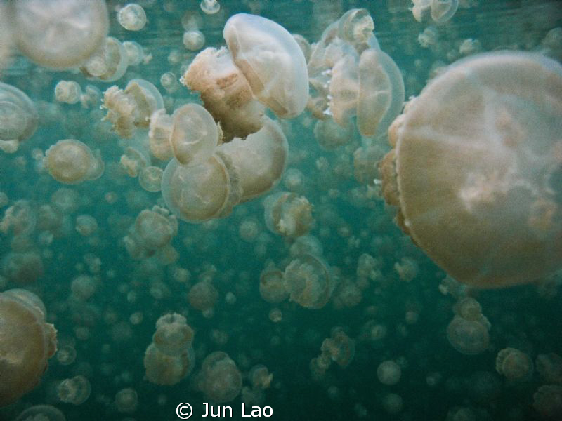 Safe for Nemo by Jun Lao 