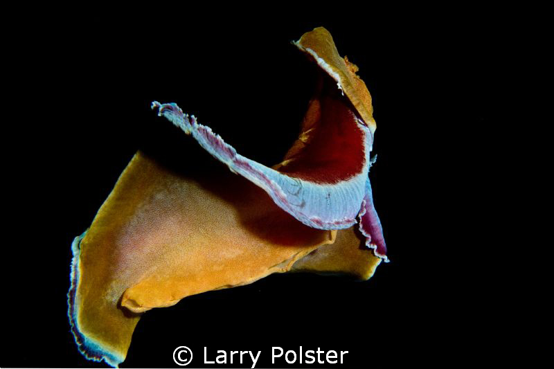 Spanish Dancer in "flight". D300-60mm by Larry Polster 