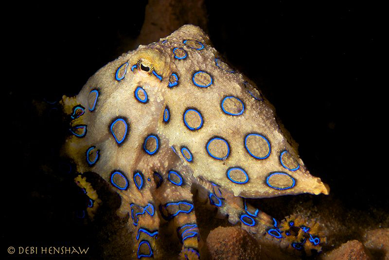 "Wassup Bro!" by Debi Henshaw 