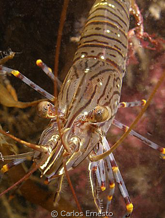 Paleamon elegans.
Olympus c-7070 and Ys-60 strob. by Carlos Ernesto 