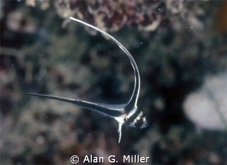Juvenile Spotted Drum, in St Crox USVI with a Nikonos RS,... by Alan G. Miller 
