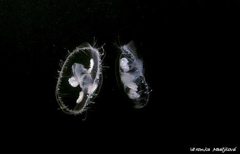 Jellyfish by Veronika Matějková 