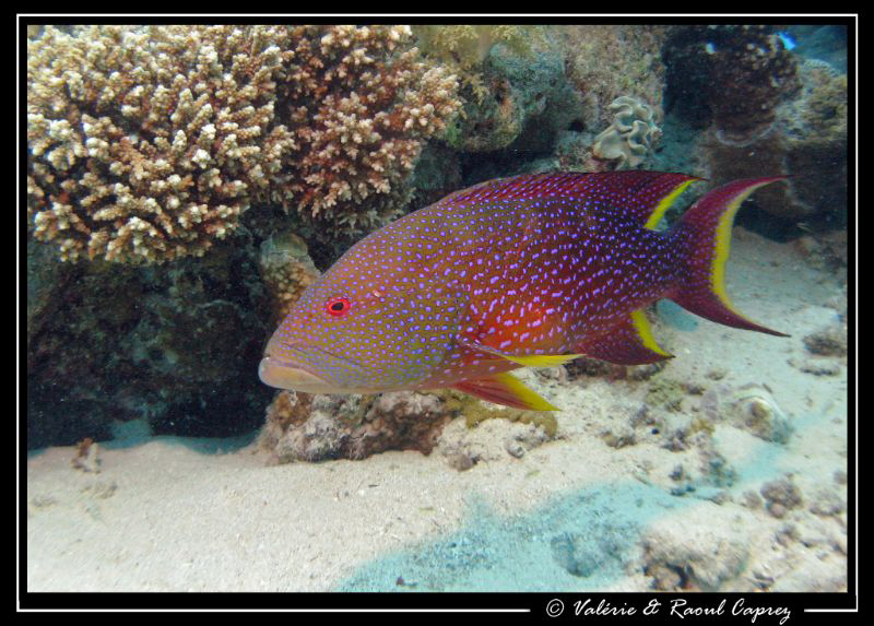Variola louti of the Red Sea. by Raoul Caprez 