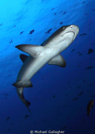 Whitetip reef shark at Cocos Island by Michael Gallagher 