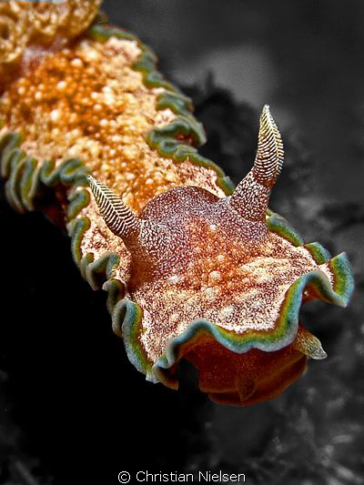 Colours of Komodo
I chose to make the surroundings in BW... by Christian Nielsen 