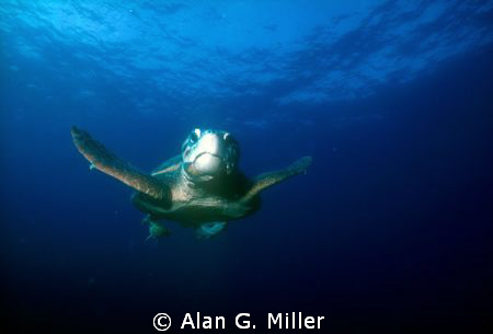 Loggerhead Turtle, Nikonos V 15 mm with Ikeliite SS 400, ... by Alan G. Miller 