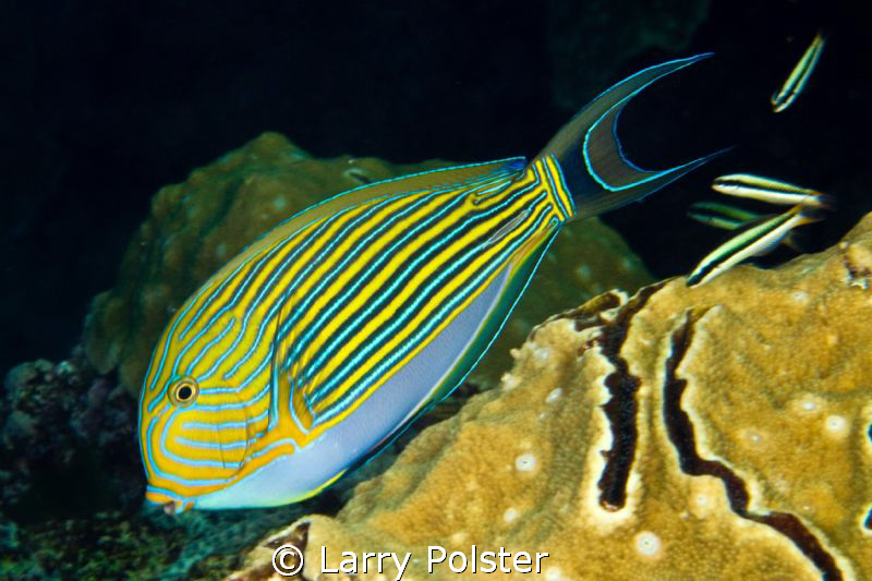 Brilliant Colors.... D300-60mm by Larry Polster 