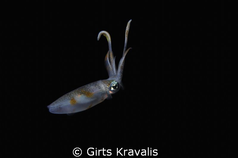 Squid by Girts Kravalis 