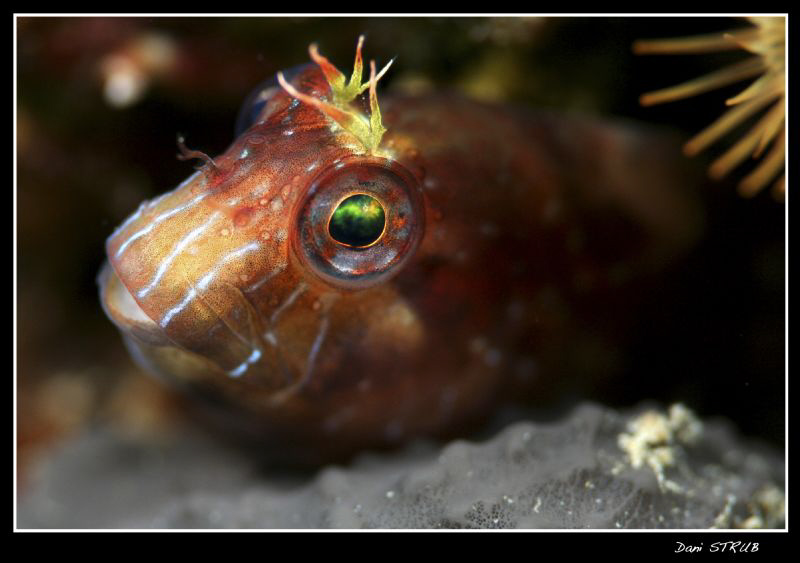 Close up of a blennie by Daniel Strub 