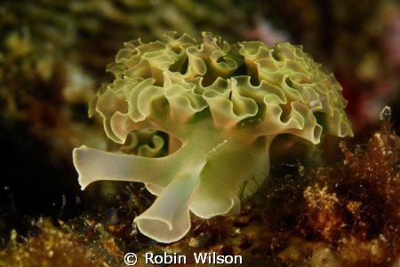 Lettuce Leaf Portrait by Robin Wilson 