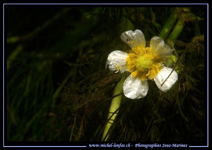 An under fresh water flower, taken in a small river not f... by Michel Lonfat 