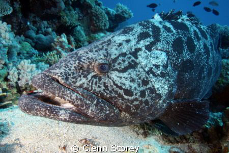 Potato Code. At the Cod hole GBR. by Glenn Storey 