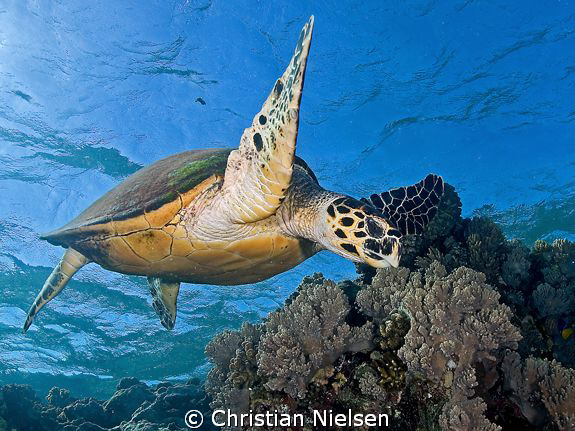 Hawksbill Turtle in the shallows on Daedalus Reef.
Olymp... by Christian Nielsen 