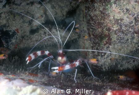 Coral Red Banded Shrimp, Nikonos RS 50 mm macro shot on K... by Alan G. Miller 