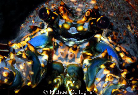 Lobster portrait, night dive, Cocos Island by Michael Gallagher 