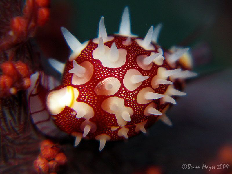 Tiny 11mm Pseudosimnia sinensis, according to Debelius "O... by Brian Mayes 
