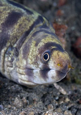 Moray. Lembeh straits. D200, 60mm. by Derek Haslam 