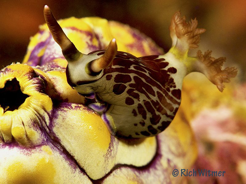 Nembrotha lineolata on an asidian at Komodo.  G9/DS160s/U... by Richard Witmer 
