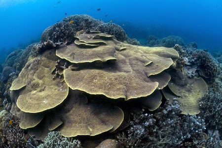 Apo Island is an excellent place for wide angle shots usi... by Steve De Neef 