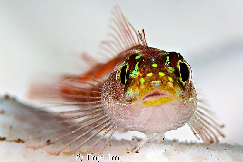 triplefin closeup / Canon 450D + 100mm Macro + Kenko 2x T... by Enje Im 