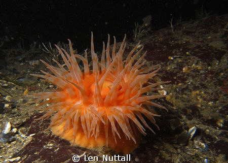 F5.6 1/250 ttl sea and sea G1 with 1 110a strobe by Len Nuttall 