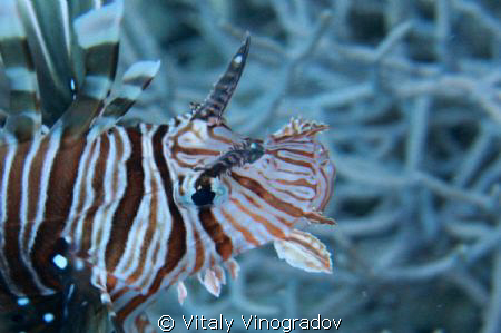 Lion fish by Vitaly Vinogradov 