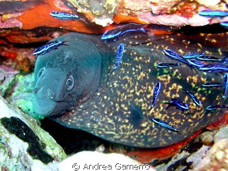 Mooray Closeup by Andrea Gamerro 